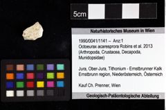 Foto (Objket + Etiketten) von Octoeurax acaresprora (Robins et al., 2013) 